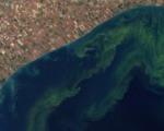 Toxic algal bloom in lake Erie (Imagine: NASA)