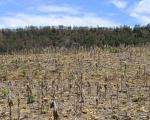 Drought in Honduras. Courtesy of CIAT