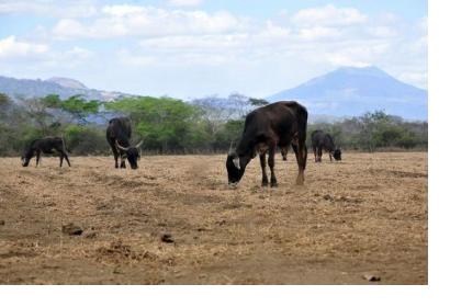 Drought is a major disaster in Latin America and the Caribbean, affecting roughly 6.6 million people 2015 (Image: CIAT).